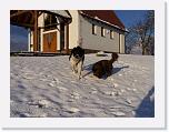 Hunde330 * 1288 x 966 * (217KB)