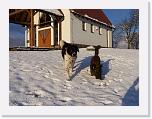 Hunde331 * 1288 x 966 * (222KB)