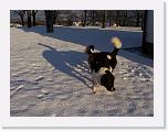 Hunde332 * 1288 x 966 * (270KB)