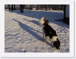 Hunde333 * 1288 x 966 * (264KB)