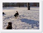 Hunde336 * 2576 x 1932 * (766KB)