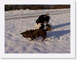 Hunde338 * 2576 x 1932 * (683KB)