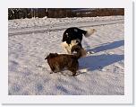 Hunde339 * 2576 x 1932 * (676KB)