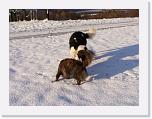 Hunde340 * 2576 x 1932 * (555KB)