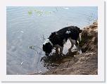 Hunde054 * 1288 x 966 * (216KB)