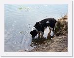 Hunde055 * 1288 x 966 * (218KB)