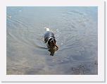 Hunde057 * 2576 x 1932 * (529KB)