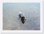 Hunde058 * 2576 x 1932 * (494KB)