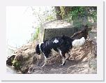 Hunde062 * 1288 x 966 * (351KB)