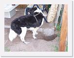 Hunde064 * 1288 x 966 * (205KB)