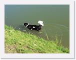 Hunde149 * 1288 x 966 * (210KB)