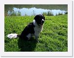 Hunde155 * 1288 x 966 * (403KB)