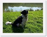 Hunde158 * 1288 x 966 * (403KB)