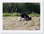 Hunde186 * 1288 x 966 * (495KB)