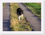 Hunde202 * 1288 x 966 * (279KB)