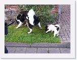 Hunde215 * 1288 x 966 * (279KB)