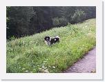 Hunde216 * 1288 x 966 * (371KB)