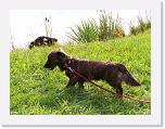 Hunde246 * 1288 x 966 * (390KB)