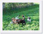 Hunde250 * 1288 x 966 * (473KB)