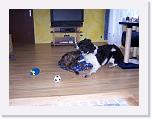 Hunde265 * 1288 x 966 * (166KB)