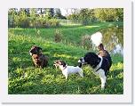 Hunde274 * 1288 x 966 * (469KB)