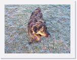 Hunde393 * 1288 x 966 * (475KB)