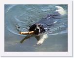 Hunde050 * 2576 x 1932 * (781KB)