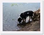 Hunde053 * 1288 x 966 * (211KB)