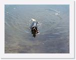 Hunde056 * 2576 x 1932 * (518KB)