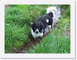 Hunde125 * 1288 x 966 * (439KB)