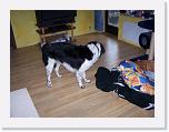 Hunde147 * 2576 x 1932 * (781KB)