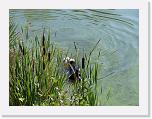 Hunde151 * 1288 x 966 * (277KB)