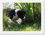 Hunde152 * 1288 x 966 * (392KB)