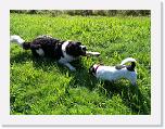 Hunde153 * 1288 x 966 * (521KB)