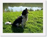 Hunde159 * 1288 x 966 * (413KB)