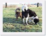 Hunde382 * 1288 x 966 * (291KB)