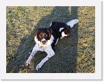 Hunde397 * 1288 x 966 * (508KB)