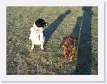 Hunde398 * 1288 x 966 * (481KB)