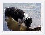 Hunde051 * 2576 x 1932 * (678KB)