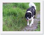 Hunde087 * 1288 x 966 * (256KB)