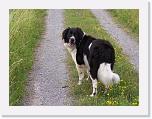 Hunde095 * 1288 x 966 * (365KB)