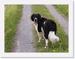 Hunde095 * 1288 x 966 * (365KB)