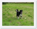 Hunde102 * 1288 x 966 * (331KB)