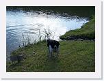 Hunde112 * 1288 x 966 * (326KB)