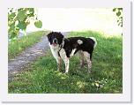 Hunde126 * 1288 x 966 * (316KB)