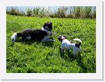 Hunde154 * 1288 x 966 * (513KB)