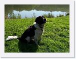 Hunde157 * 1288 x 966 * (386KB)