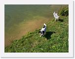 Hunde164 * 1288 x 966 * (330KB)