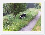 Hunde217 * 1288 x 966 * (312KB)