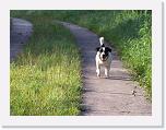 Hunde220 * 1288 x 966 * (228KB)